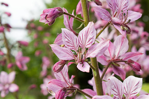 This plant STANDS since 1936 under conservation because it was already an endangered rarity in Central Europe .This plant STANDS since 1936 under conservation because it was already an endangered rarity in Central Europe .