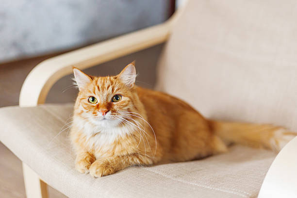 istock Cute ginger cat lying on chair. Fluffy curious pet. 539987434
