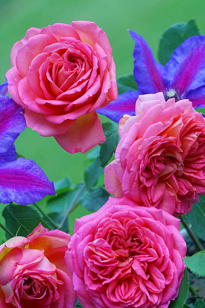 istock English rose and clematis 539987552