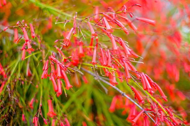 istock Red Penstemon flowers 539987674
