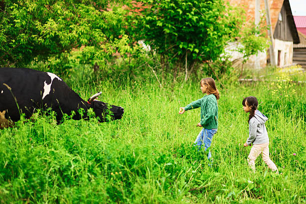 istock Children feeding a cow. 539987696