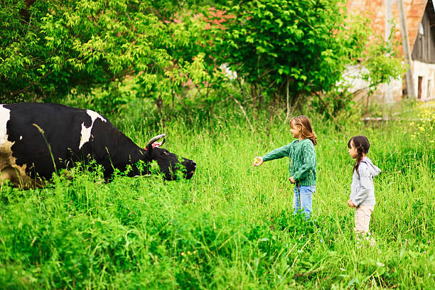 istock Children feeding a cow. 539987866