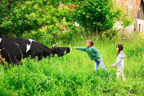 istock Children feeding a cow. 539988028