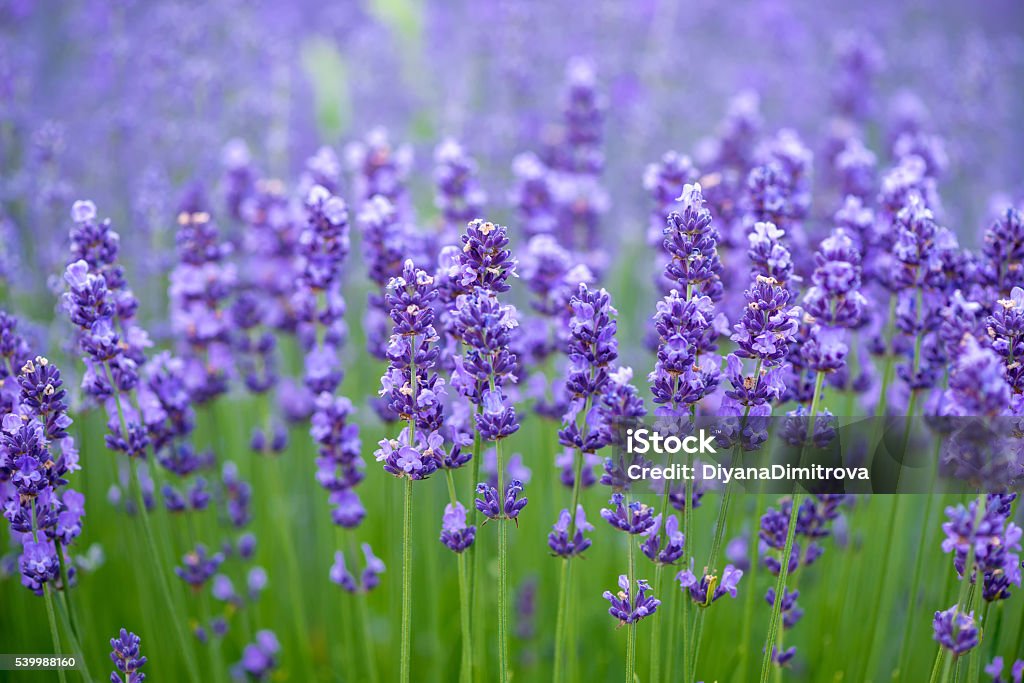 Wiese mit Lavendel. Natur Komposition. Geringe Tiefenschärfe - Lizenzfrei Lavendel Stock-Foto