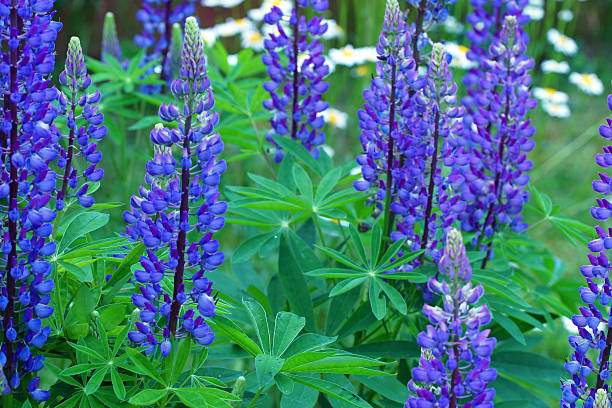 istock Lupins and marguerites 539988208