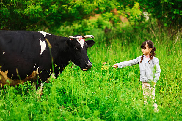 istock Children feeding a cow. 539988378