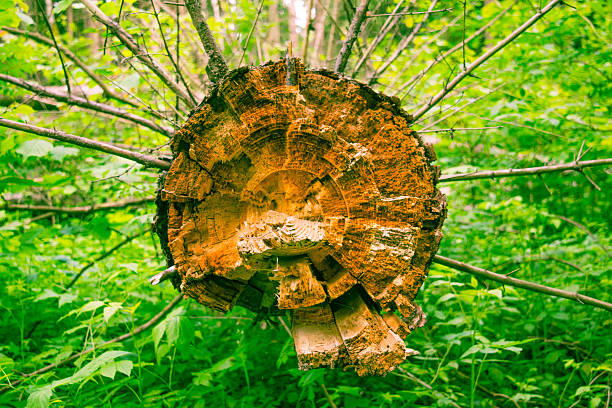 istock Fallen tree, eaten by bark beetle in the woods 539988518