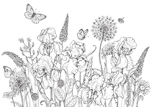 Hand drawn line illustration with iris, wildflowers and insects. Black and white doodle wild flowers, bees and butterflies. Monochrome floral elements. Coloring page. Vector sketch.
