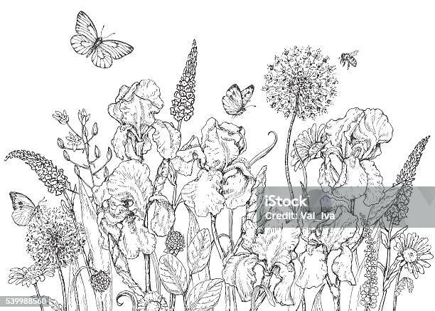 Iris Wild Flowers And Insects Sketch Stock Illustration - Download Image Now - Bee, Flower, Butterfly - Insect
