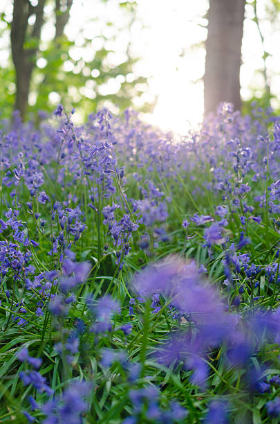 istock Bluebells in wood 539988566
