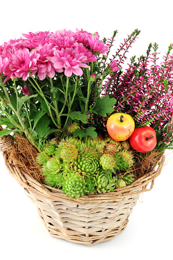 istock Basket with autumn plants like heather, aster and succulent 539989190