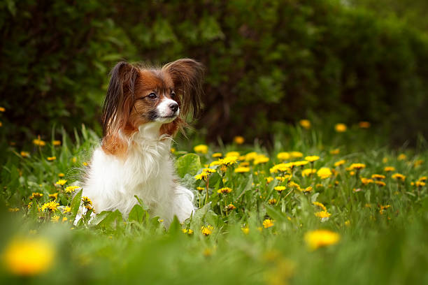 istock beautiful dog of breed Papillon 539990168