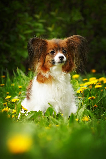 istock beautiful dog of breed Papillon 539990276