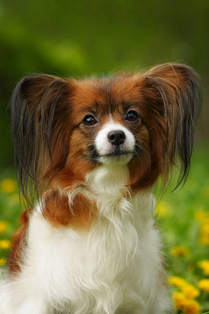 istock beautiful dog of breed Papillon 539990340