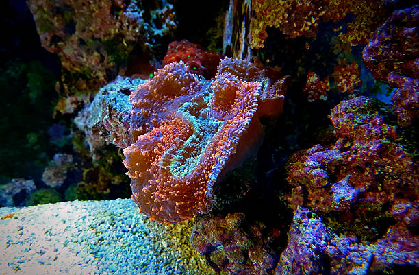 coral in marine tank colorful coral coral gorgonian coral hydra reef stock pictures, royalty-free photos & images