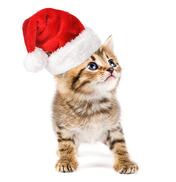 istock Kitten with christmas santa cap. 539990670