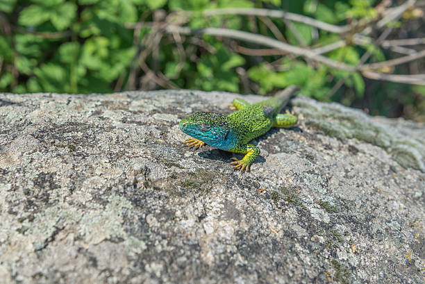 istock Lizard. Dnepr. Ukraine. May 2, 2016. 539990860