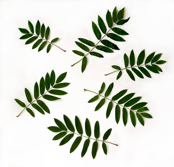 istock Fresh green rowan leaves pattern at white background, top view 539991120