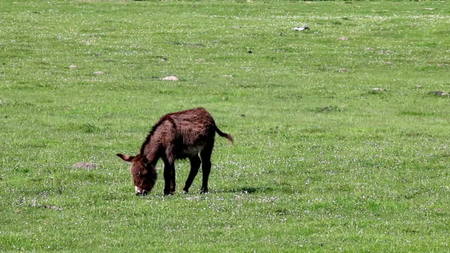 donkey on pasture