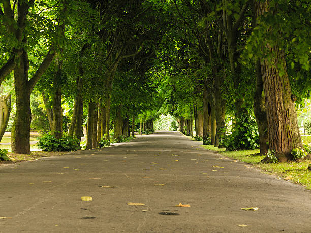 istock sidewalk walking pavement in park. nature landscape. 540089742