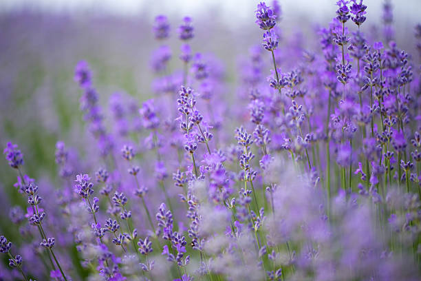 istock Meadow of lavender. Nature composition. Selective focus 540090016