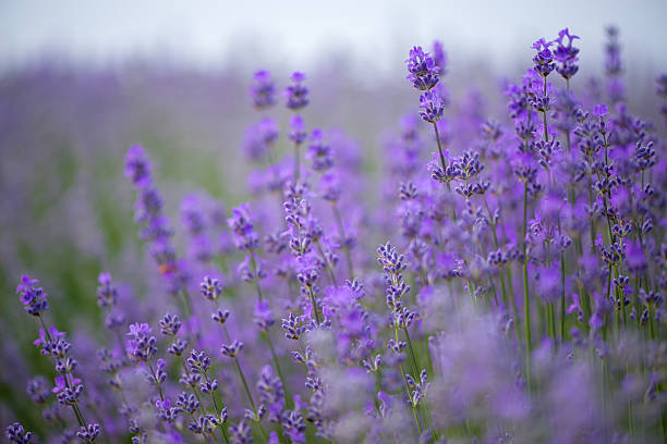 istock Meadow of lavender. Nature composition. Selective focus 540090306