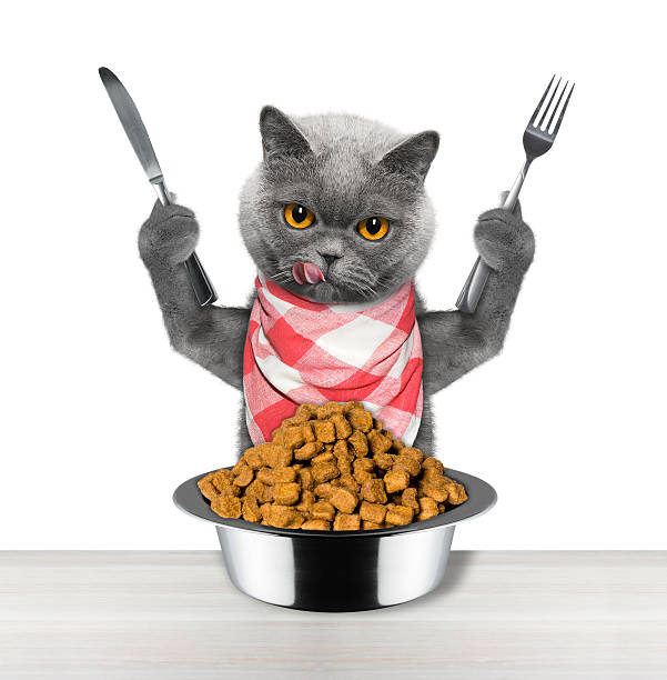cat going to eat and hold knife and fork stock photo