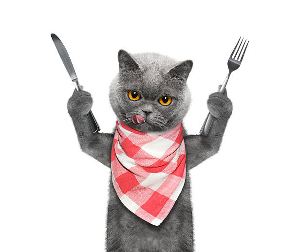 cat wants to eat and hold knife and fork stock photo