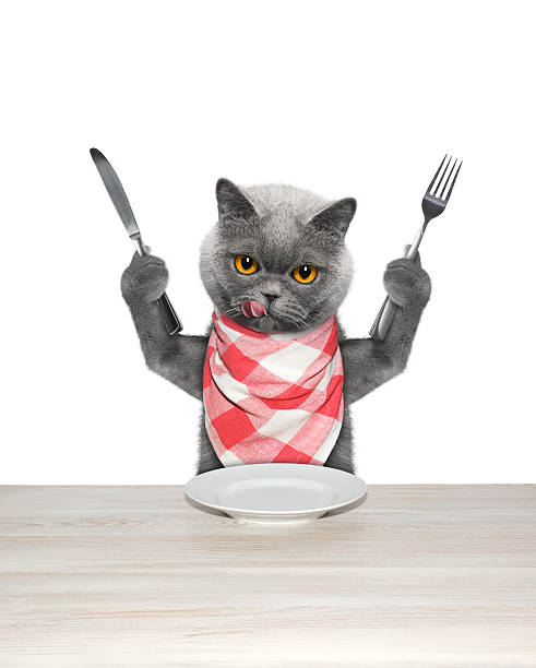 istock cat finished to eat and hold knife and fork 540091042