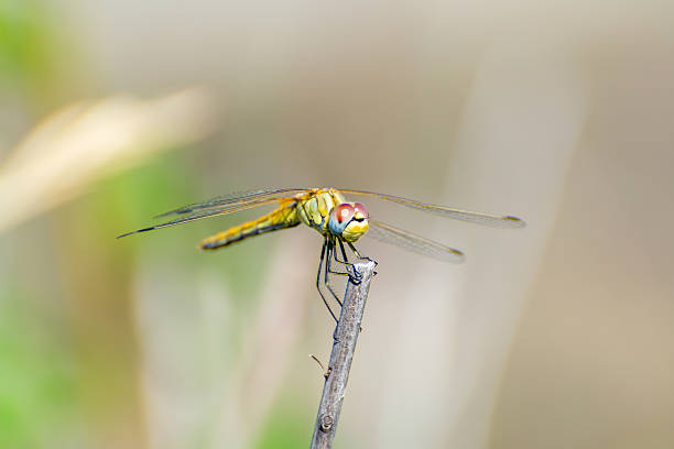 istock Dragonfly beautiful and funny 540092244