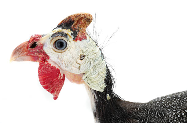 istock portrait Guinea fowl 540092886