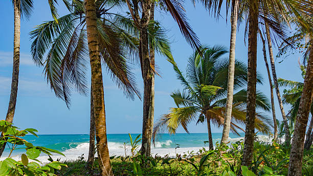 istock Untouched tropical beach in Bocas del Toro Panama 540093910