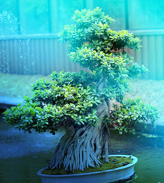 istock Macro photo of beautiful bonsai 540094150