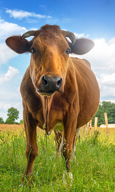 istock young brown cow standing on the pasture 540094878