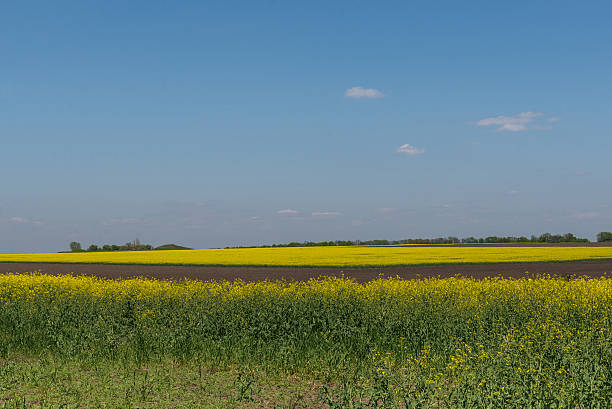 istock Field of flowers. Ukraine. Dnepr. May 2. 2016. 540095080