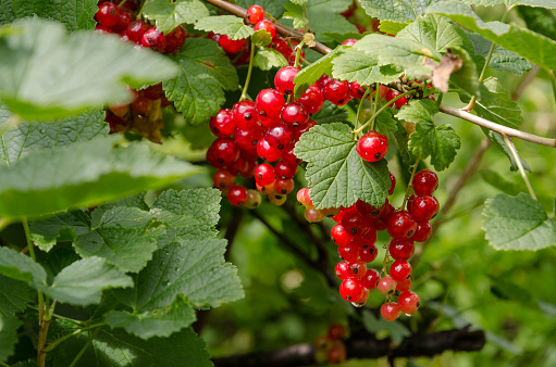 Fresh and delicious Austrian Red Currants hanging on a green bush. Photo taken in summer.