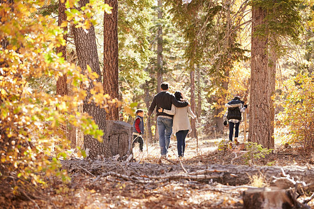 istock Mother, father and two children hiking in forest, back view 540095898