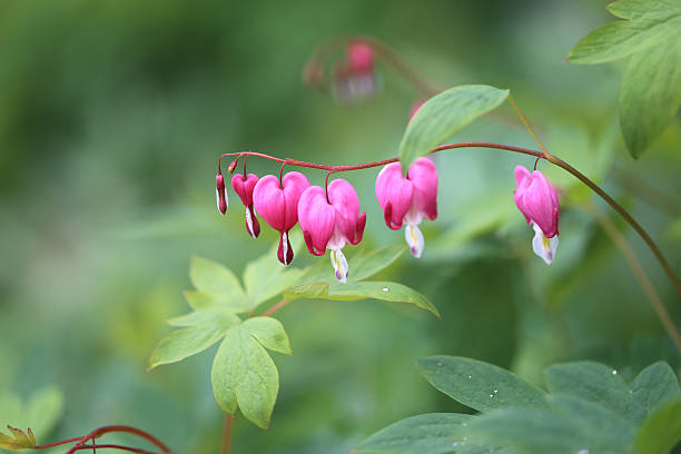 istock Photo pink flowers spindle tree 540096150