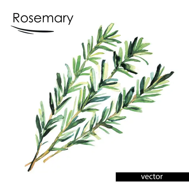 Vector illustration of rosemary color illustration