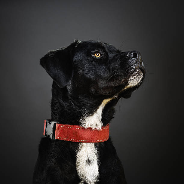 Studio portrait of a big mixed breed dog looking to the side. The dog is a male and a mix of labrador retriever. Square color image from a DSLR. Sharp focus on eyes.