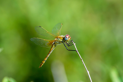 The dragonfly, beautiful and amusing has a rest on a stick