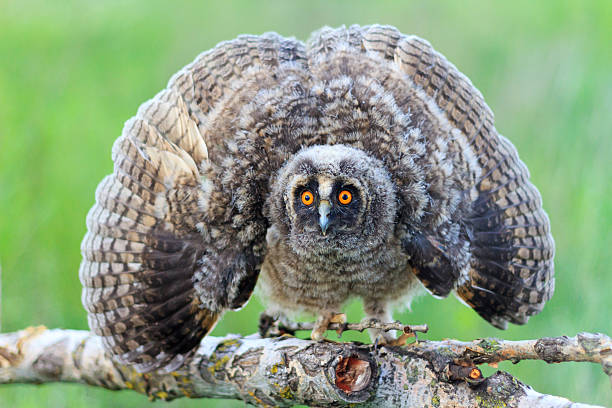 istock owl frightens the enemy outstretched wings 540098738