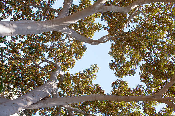 istock Balboa park in San Diego California 540098886