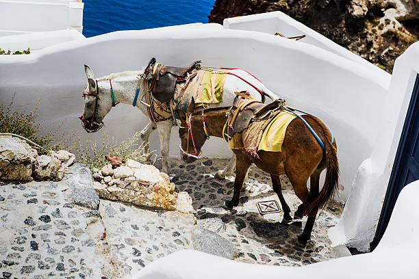 In the streets of Oia