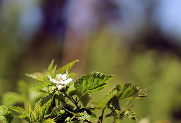 istock photo blackberry flower 540101632
