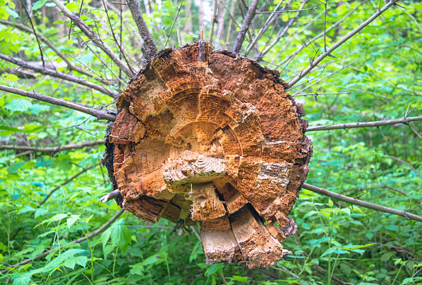 istock Fallen tree, eaten by bark beetle in the woods 540102942