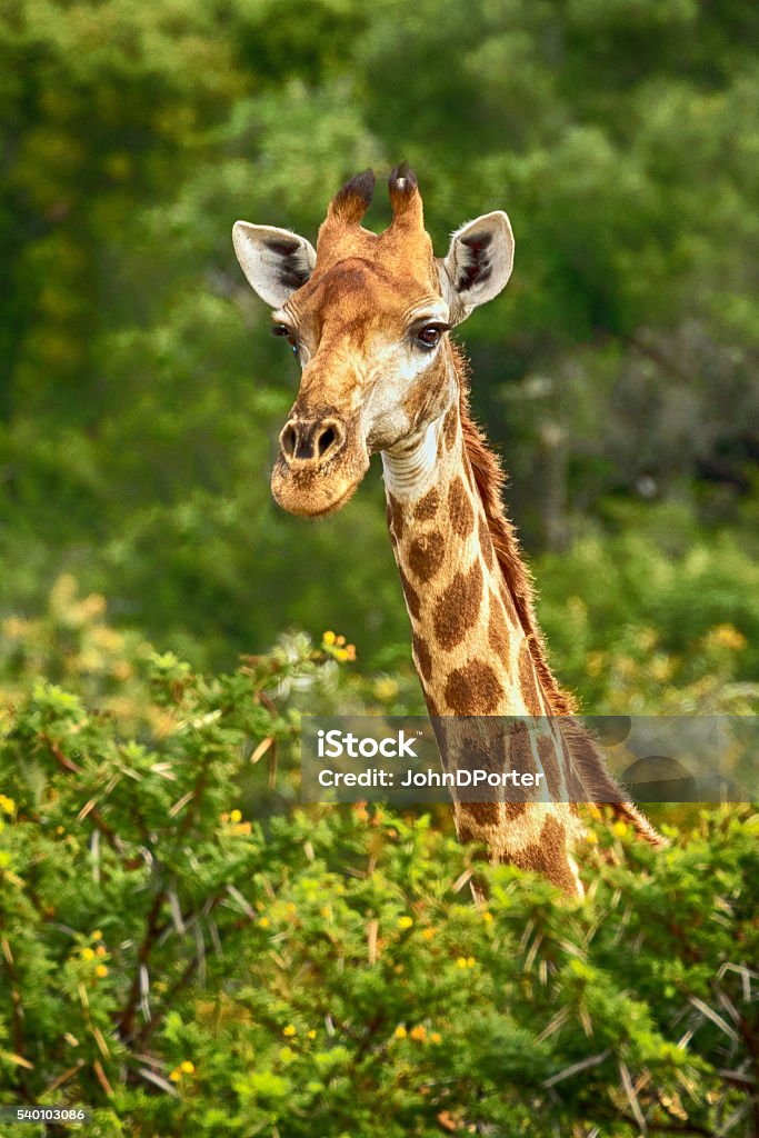 South African Giraffe Above The Tree Canopy Stock Photo - Download