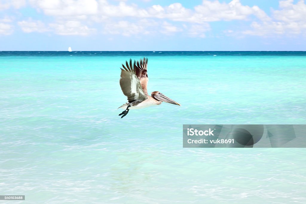 Fishing Brown Pelican fishing, Varadero, Cuba. Bird Stock Photo