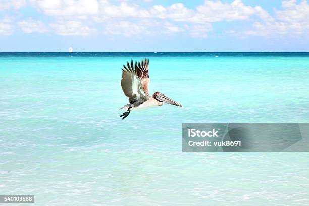 Fishing Stock Photo - Download Image Now - Bird, Cuba, Activity