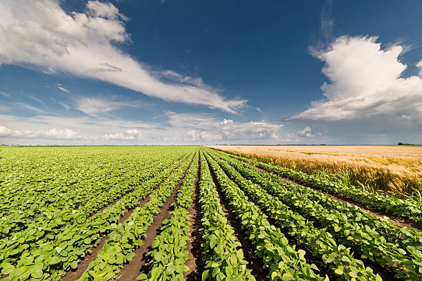 istock field of soybean 540104160